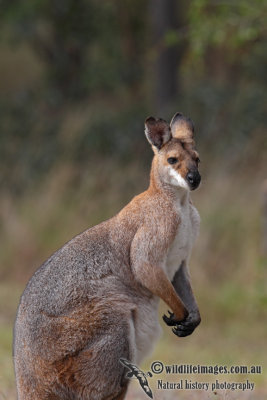 Red-necked Wallaby 4616.jpg