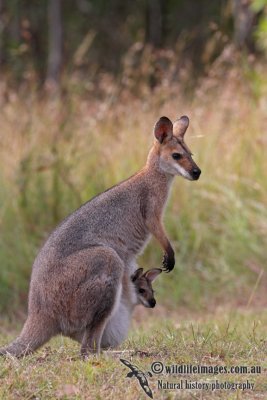 Red-necked Wallaby 4622.jpg