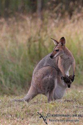 Red-necked Wallaby 4624.jpg