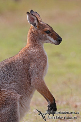 Red-necked Wallaby 4640.jpg
