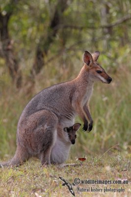 Red-necked Wallaby 4645.jpg