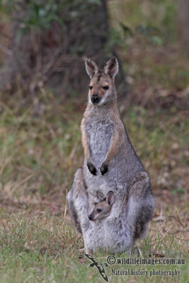 Red-necked Wallaby 4663.jpg