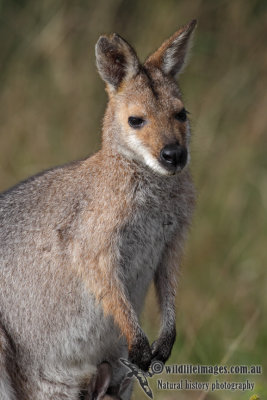 Red-necked Wallaby 4689.jpg