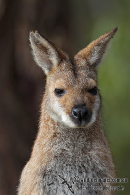 Red-necked Wallaby 4700.jpg