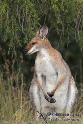Red-necked Wallaby 4741.jpg