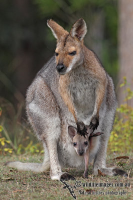 Red-necked Wallaby 4746.jpg