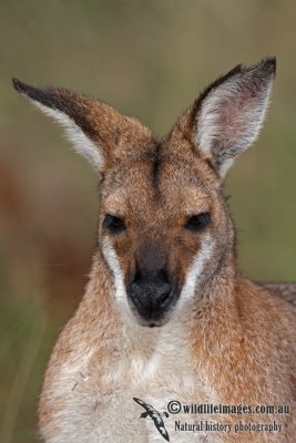Red-necked Wallaby 4760.jpg
