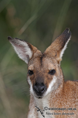 Red-necked Wallaby 4772.jpg
