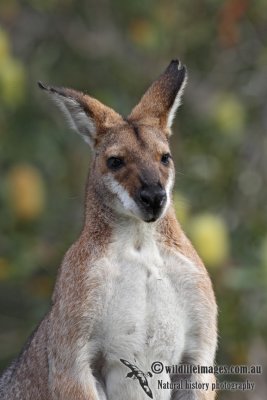 Red-necked Wallaby 4804.jpg