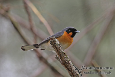 Spectacled Monarch 4576.jpg