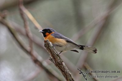 Spectacled Monarch 4592.jpg