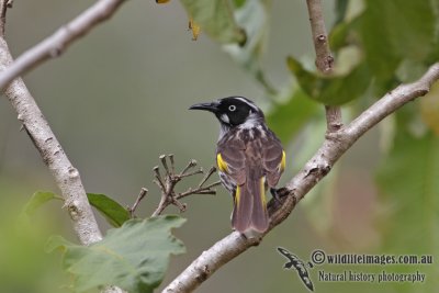 New Holland Honeyeater 4565.jpg