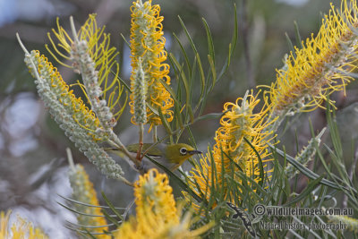 Silvereye 4792.jpg