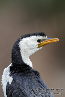 Little Pied Cormorant 5272.jpg