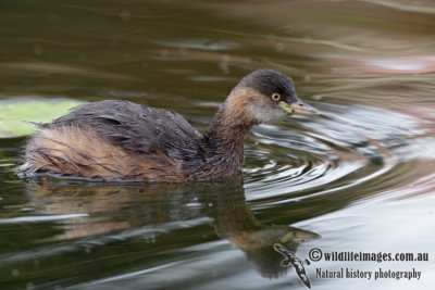 Australasian Grebe 5225.jpg