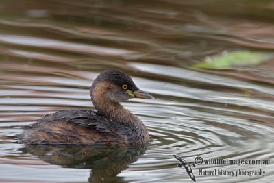 Australasian Grebe 5227.jpg