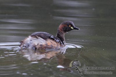 Australasian Grebe 5351.jpg