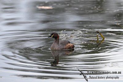 Australasian Grebe 5361.jpg