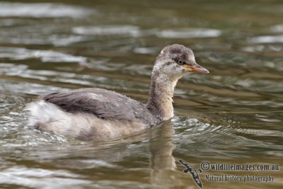 Australasian Grebe 5471.jpg