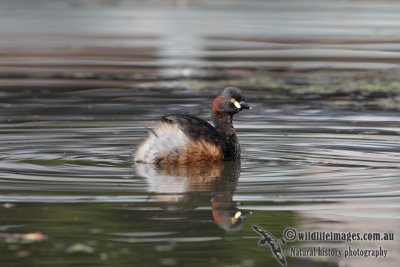 Australasian Grebe 5610.jpg