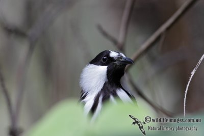 White-cheeked Honeyeater 3125.jpg