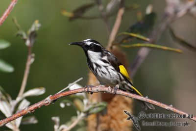 White-cheeked Honeyeater 3856.jpg