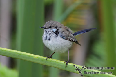 Superb Fairy-wren 5420.jpg