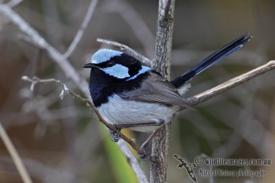 Superb Fairy-wren 5491.jpg