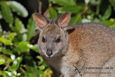 Red-necked Pademelon 7903.jpg