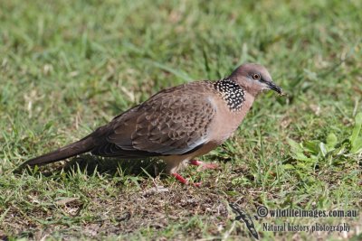 Spotted Turtle-Dove 3258.jpg