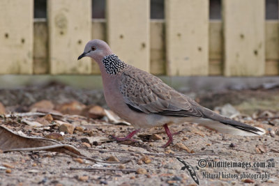 Spotted Turtle-Dove 5602.jpg