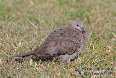 Spotted Turtle-Dove 6416.jpg