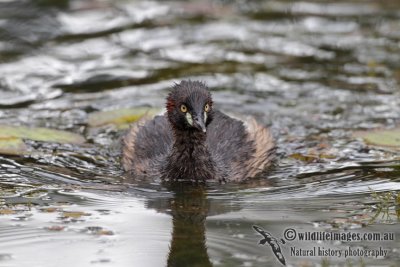 Australasian Grebe 6311.jpg