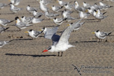 Caspian Tern 2780.jpg