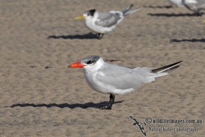 Caspian Tern 2793.jpg