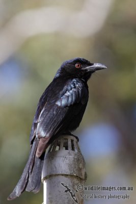 Spangled Drongo 3270.jpg