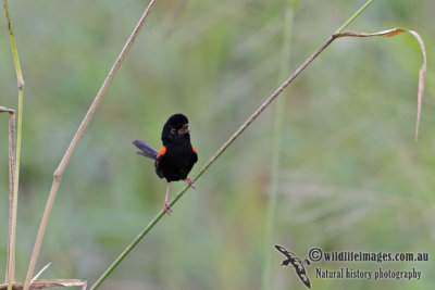 Red-backed Fairy-wren 6480.jpg