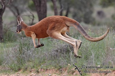 Red Kangaroo 1104.jpg