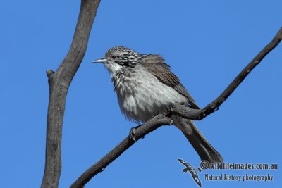 Striped Honeyeater