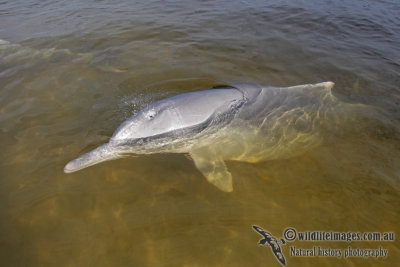 Indo-pacific Humpback Dolphin 7028.jpg