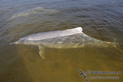 Indo-pacific Humpback Dolphin 7076.jpg