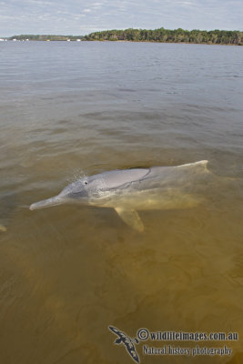 Indo-pacific Humpback Dolphin 7083.jpg