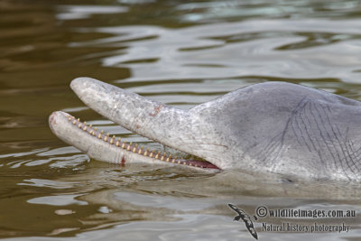 Indo-pacific Humpback Dolphin 7140.jpg