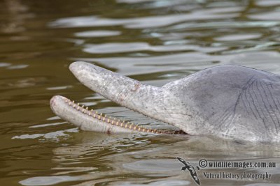 Indo-pacific Humpback Dolphin 7142.jpg