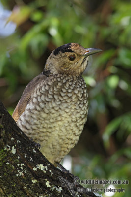 Regent Bowerbird 8364.jpg