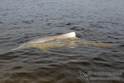 Indo-pacific Humpback Dolphin 6990.jpg