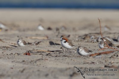 Red-capped Plover 2742.jpg