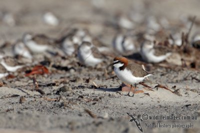 Red-capped Plover 2750.jpg