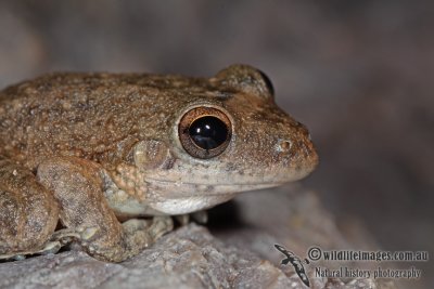 Sandstone Frog - Litoria coplandi