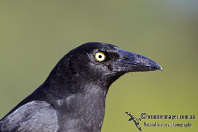Pied Currawong 8022.jpg